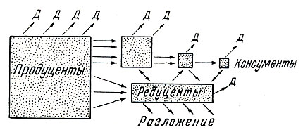 Рис. 14. Поток энергии в биоценозе (Уиттекер, 1980)