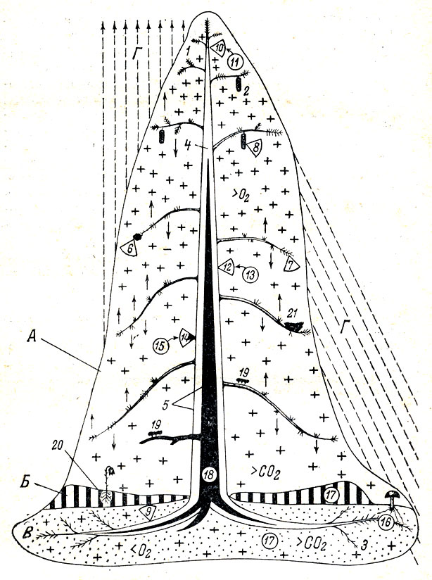 Рис. 42. Ценэкула тянь-шаньской ели (Picea Schrenkiana)