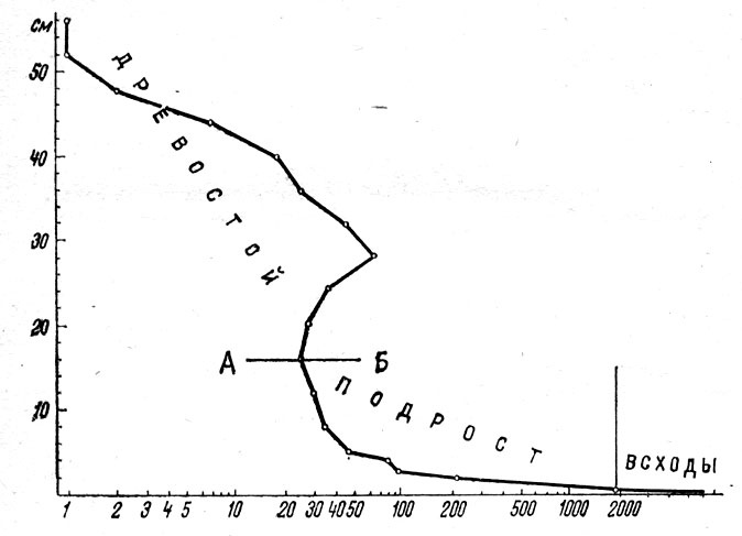 Рис. 43. Численность и возраст (диаметр стволов) Picea schrenkiana в ее биоценозе (сомкнутость крон 0,8-0,9) в Заилийском Алатау: А-Б - порог особенно интенсивной регуляции численности условиями биоценотической среды (главным образом затенение). По оси абсцисс - численность в экземплярах, по оси ординат - диаметр стволов в сантиметрах