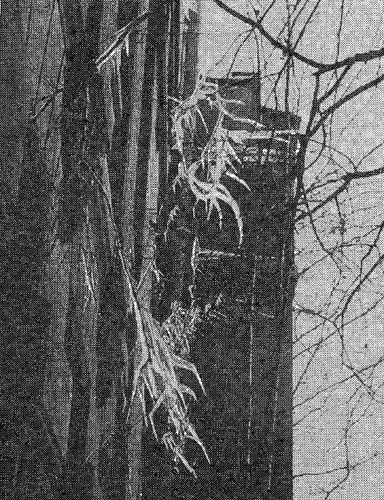 К обычным зимним трудностям для деревьев, растущих близ домов, добавляется еще одна - обледенение ветвей и опасность их поломки под тяжестью ледяных сосулек