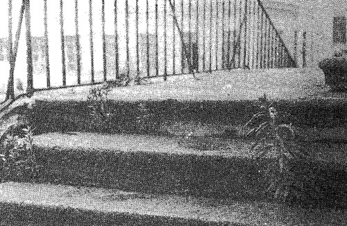 В щелях между ступенями гранитной лестницы примостились подушки мхов и всходы иван-чая (кипрея) и циклахены