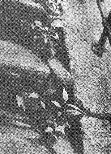 В щелях между ступенями гранитной лестницы примостились подушки мхов и всходы иван-чая (кипрея) и циклахены