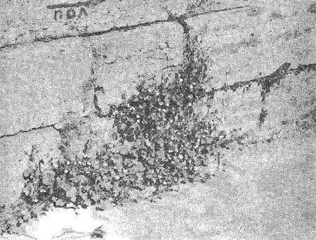 В расщелинах каменной кладки нашла себе приют цимбалярия настенная - редкий у нас вид, пришелец из Западной Европы. Это изящное растение с мелкими светло-лиловыми цветками охотно используют на альпийских горках и в ампельных (подвесных) композициях