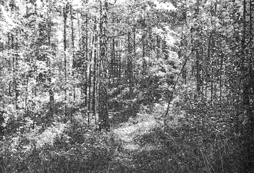 На фотографии - не тропа в глухом лесу, а дорожка, соединяющая два соседних жилых квартала Академгородка, между которыми расположен лесной квартал