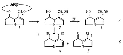 . 10.         -   .   (J)      (retronecine) (2),       -1 (pyrrole-1) (3);    ;  -     .        (2),   -2 (4)  -3 (5),       (hair pencils),       (  ) [Harborne, 1982]