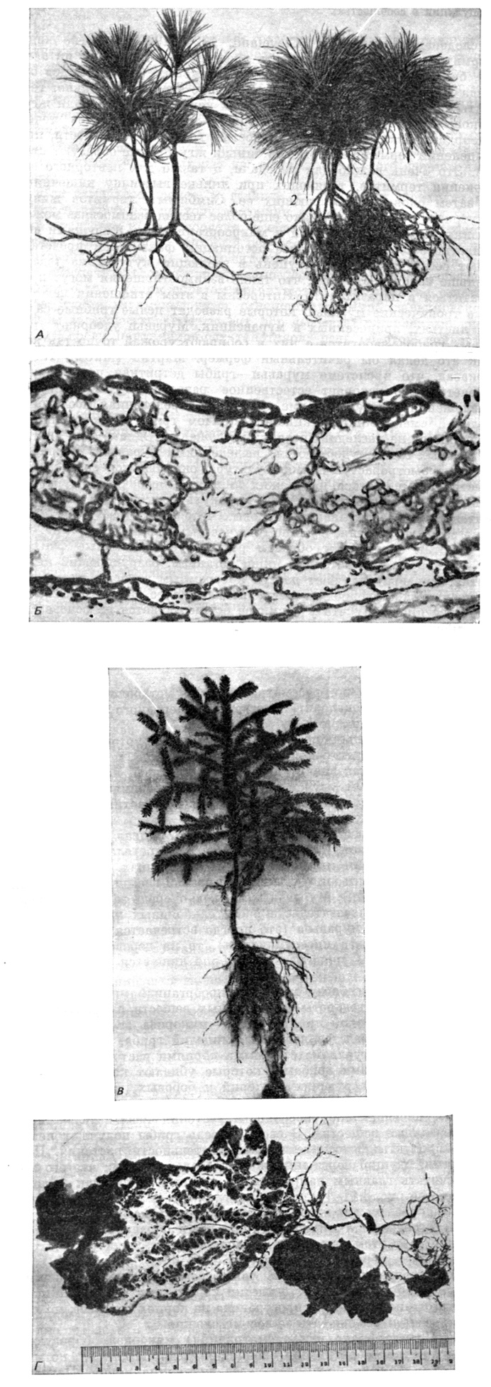. 7.10.  . .     (Pinus strobus),   (1)       (2). .  ;      . .  ()            (Picea pungens). .  ,        ,       . (   . S. A. Wilde   )