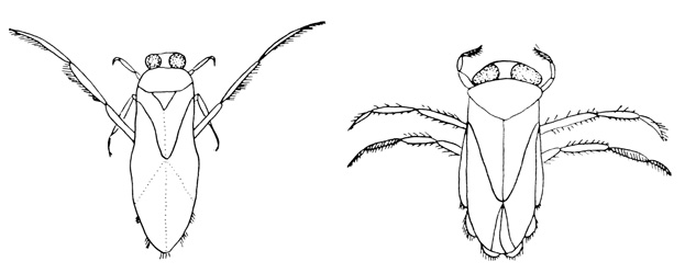 . 7.12.    (Hemiptera) - Notonecta ()  Corixa (),        ,  -       